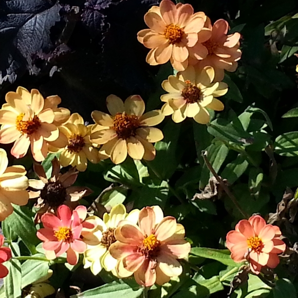 HALLπWEENπ§‘ Countdown! - Picture 2 of 16